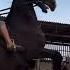 Horse Samarkand лошади отлар Uzbekistan киргизистон казахстан тожикистан