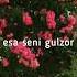 Sen Ollodan Bir Tomchi Suv So Raysan Ollox Esa Senga