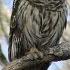 Barred Owl Hooting HD