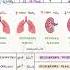 ABG Test In Hindi ABG Arterial Blood Gas Analysis In Hindi