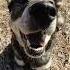 Happy Jessa Jämthund Swedishelkhound Chien Perro Koer Pies Hund собака Dog Koira क त त