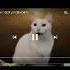 Коты поют деспасито