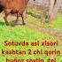 Sotuvda Asl Xisori Kashtan 2 Chi Qorin Buĝoz Sovliq Narxi 450 Dostafka Bor 993796696