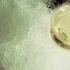 Champagne