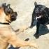 Cane Corsos Fight Shorts Pets