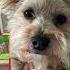 Meet The S N P Network Childrensbook Dogmom Dog