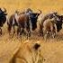THE LAST MIGRATION A Journey Across Africa S Forgotten Wilderness Naturedocumentaries