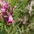 The Easy Growing Desert Willow