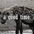 Why Hyenas Laugh