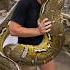 So Big Beautiful Python Respect Respectshorts