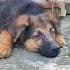 Dog Germanshepherd Shorts Ytshorts Puppy Song