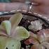 My Pinguicula Wishlist Is Completed Chlorophiles Unboxing