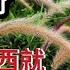 黄宝强突然把油管上所有张菲视频下架 隐蔽 再上架他和阿淳的视频第三集 這是什么鬼信号 是为了帮阿淳洗白吗 还是打算像電脑冷重啟 把记录清零 也把这几个月关注此系列的大叔们脑海里记忆也要洗一下