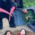 2 Ferocious Gorilla Monsters Attack 2 Brave Girls And Poor Old Man Hiding In Deep Hole