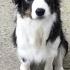Off Leash Border Collie Recall Special
