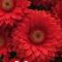 Masterpiece Monamour Frenchsongs Romanticsong Aranjuez Lovesong