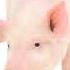 Animal Sounds Pig