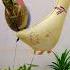 Chicken Duck Playing Together