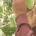 SB Chaunsa Dj Electronicmusic Fruit Mangovarieties Mango