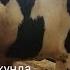 20 кунда 50 60кг вазн йигади мана кандай букаларни ва кандай усулда бокиш керак бука бокиш сирлари