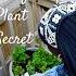 Big Box Store Plant Shopping Metal Railing Planter Gardening For Beginners
