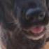 Imperial March But It S Barked By A Cute Dog