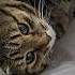 Если завтра выходной Cat юмор цитаты пародия мемы озвучка