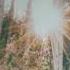 Bomen Behang