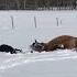 Horse Makes Snow Angels With Her Owner Shorts