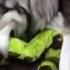 Dog Trying To Eat Snake