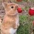 Bunny Eating Strawberries With Duck