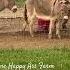 Betty And That Kick Shorts Onehappyassfarm Farmlife Donkey Funnyanimals