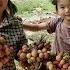 Single Mother Harvests Lychees To Sell And Cooks Meals With Her Daughter Po