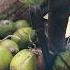 This Is The Activity Of Peeling Coconut Shells During Harvesting Trending Coconut Shorts