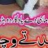 Mundri Chaly Best Of Shafu Mahi New Dhol Geet New Punjabi Tappy Mahiye 2025 L Eid Gift Song