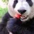 Animal Panda Mukbang Eating Broadcasting