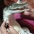 Tiny Crocodile Adorably Babied ViralHog