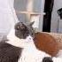 КОТИК ИКАЕТ