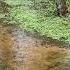 I Forest Alytus