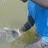Biggest Katla Fishing Katlafishcatching Catlafishing