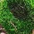 679 Sayfama Abone Olurmusunuz Doğa Orman Forest Nature Yosun Keşfet Reels Interesting Love