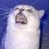 Smart Singing Cat