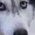 Mishka The Talking Husky Sings A Cappella