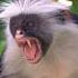 Sound Of Zanzibar Red Colobus Monkey Piliocolobus Kirkii Monkey Sounds Animalsounds Monkey