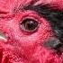 Rooster Crowing Sound Effect Sound Of Rooster Crowing