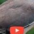Осенняя охота на дикого голубя вяхиря Часть 3 Hunting For Wild Pigeon Part 3