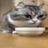 Комару и Фенибут мем шэдоукомару комару Cat Catmeme кот кошка