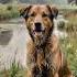Laalchi Dogy Dog Greed LifeLessons Reflection Wisdom