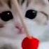Lovely Kitten Playing Monitization Shorts Subscribe YouTube Viral Cat Kitten Animals Views