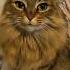 Cats Go From Silly To Serious